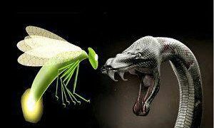 το φίδι και η πυγολαμπίδα…