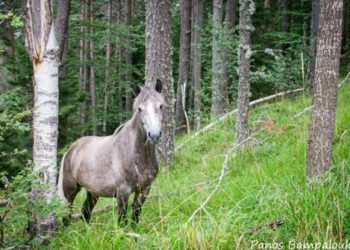 Το παρθένο δάσος Φρακτού (Video)