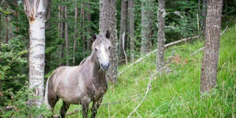 Το παρθένο δάσος Φρακτού (Video)